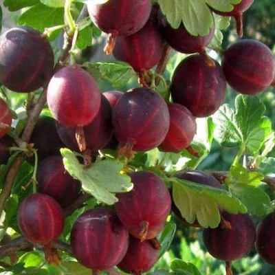 саженцы крыжовника хинномаки рот