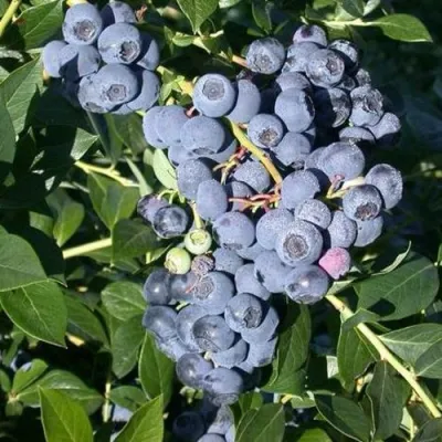 Голубика БОНУС в Королеве