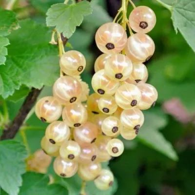 Смородина белая ЮТЕРБОРГСКАЯ в Королеве