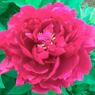 Пион ОСТРОВНОЙ МИНИСТР древовидный в Королеве