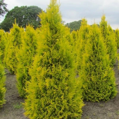 Туя САНКИСТ западная в Королеве