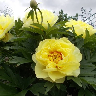 Пион БАРЦЕЛЛА (БАРТЗЕЛЛА) ито-гибрид в Королеве