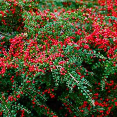 Кизильник горизонтальный в Королеве