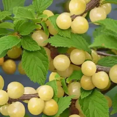 Вишня СНЕВИТ войлочная в Королеве