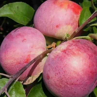 Яблоня БЕЛОРУССКОЕ МАЛИНОВОЕ в Королеве