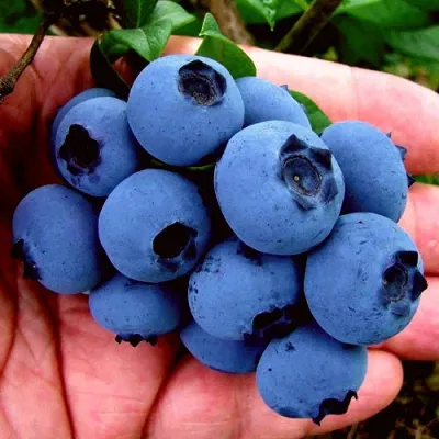 Голубика РЕКА в Королеве