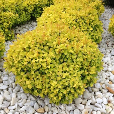 Барбарис БОНАНЗА ГОЛД тунберга в Королеве