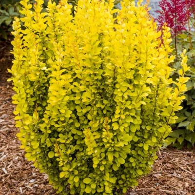 Барбарис ГОЛДЕН ТОРЧ тунберга в Королеве