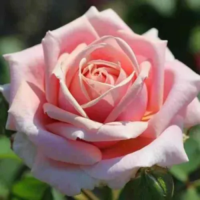 Роза ФРЕДЕРИК МИСТРАЛЬ чайно-гибридная в Королеве