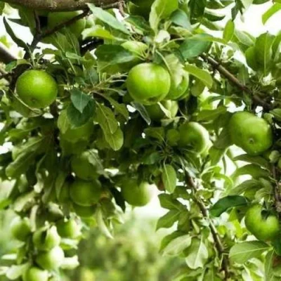 Яблоня ГРЕННИ СМИТ в Королеве