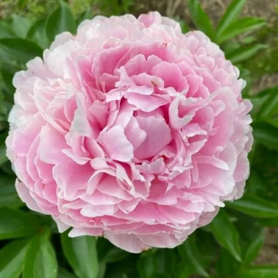 Пион КАТРИН ФОНТЕЙН травянистый в Королеве