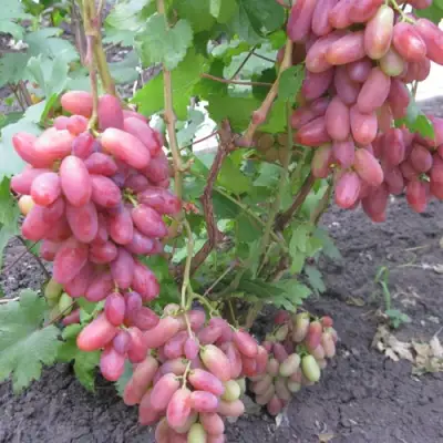 Виноград ЮЛИАН в Королеве