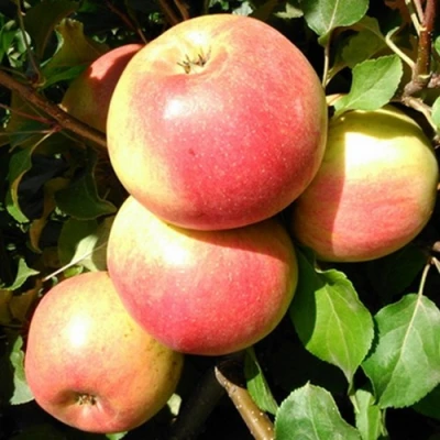 Яблоня ЭМБАССИ в Королеве