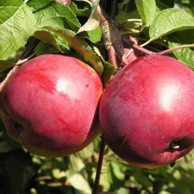 Яблоня ДАРУНАК в Королеве