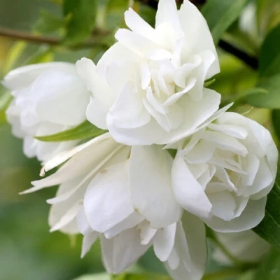 Жасмин МАНТО Д’ЭРМИН в Королеве