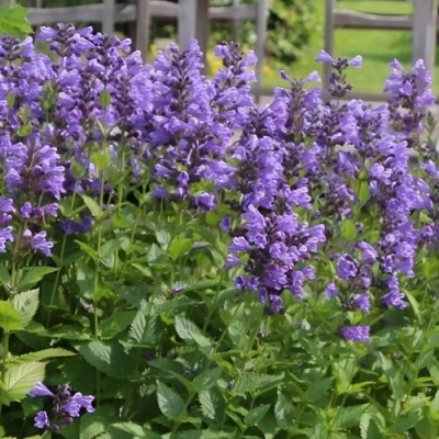 Котовник БЛЮ ДРИМС полусидячий в Королеве