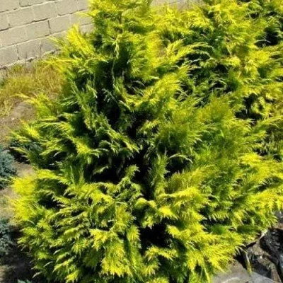 Кипарисовик ГОЛДЕН ВОНДЕР лавсона в Королеве