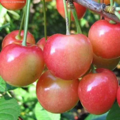 Черешня ЮЛИЯ в Королеве