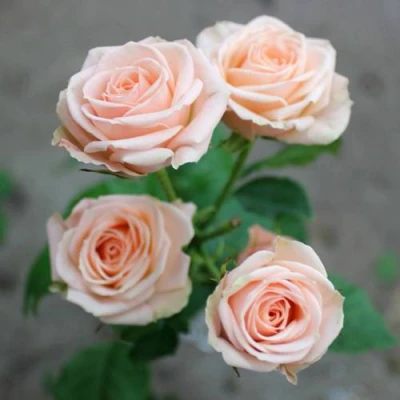 саженцы розы Яна