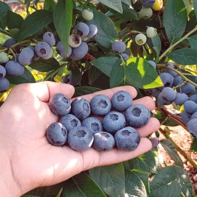 Голубика БОНУС в Королеве