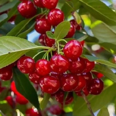 Вишня ГИРЛЯНДА в Королеве