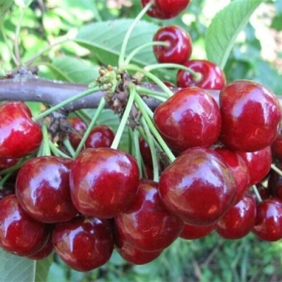 Вишня ДЕСЕРТНАЯ МОРОЗОВОЙ в Королеве