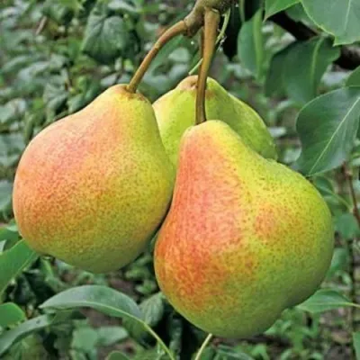 Груша ПАМЯТЬ ЯКОВЛЕВА в Королеве