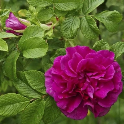 Шиповник ХАНСА в Королеве