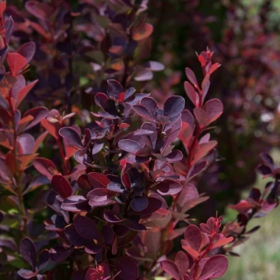 Барбарис ХЕЛМОНД ПИЛЛАР тунберга в Королеве