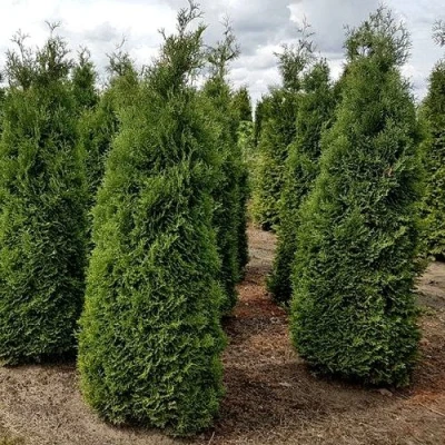 Туя ХОЛМСТРУП западная в Королеве