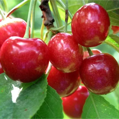 Черешня СОПЕРНИЦА в Королеве