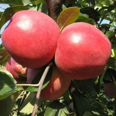 Яблоня ЗАСЛАВСКОЕ в Королеве