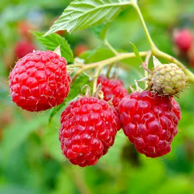 Малина РУБИФОЛ в Королеве