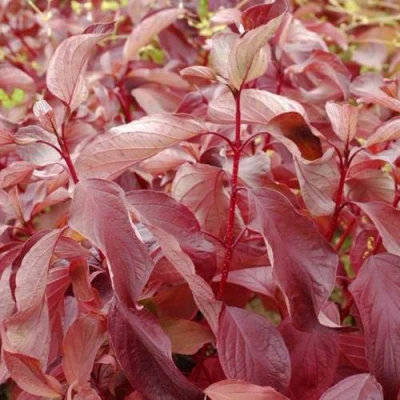 Дерен КРАСНЫЙ в Королеве