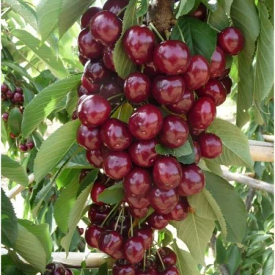 Вишня КОРОЛЕВА колонновидная в Королеве