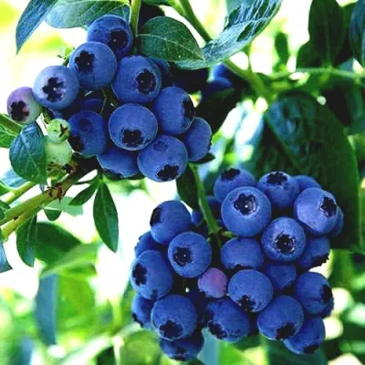 Голубика РЕКА в Королеве