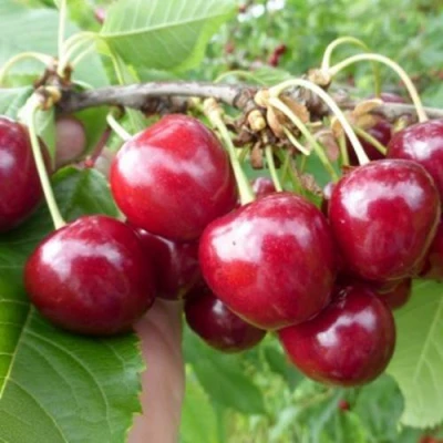 Вишня КОЛОННОВИДНАЯ в Королеве