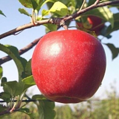 Яблоня ЛИГОЛ в Королеве