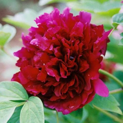 Пион ГАЛАКТИКА травянистый в Королеве