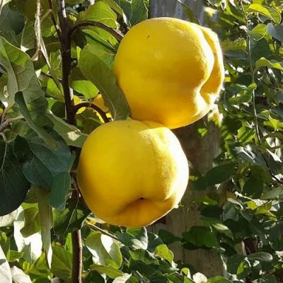 Айва МАРИЯ в Королеве