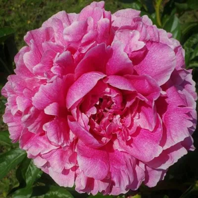 Пион ЗЕ ФОН травянистый в Королеве