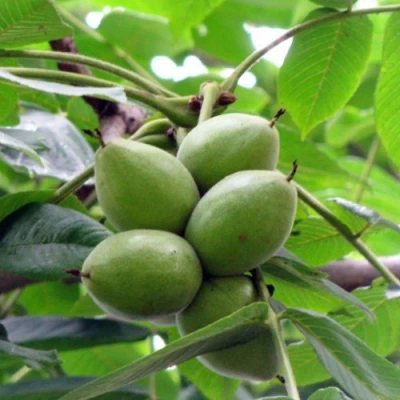 Орех маньчжурский МИЧУРИНЕЦ в Королеве