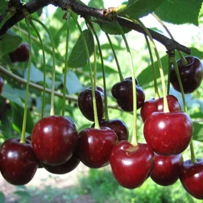 Вишня БЫСТРИНКА в Королеве