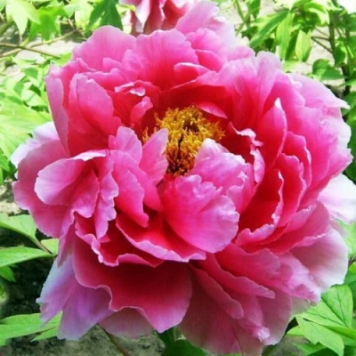 Пион ВОСХОД СОЛНЦА древовидный в Королеве