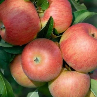 Яблоня ТОПАЗ в Королеве