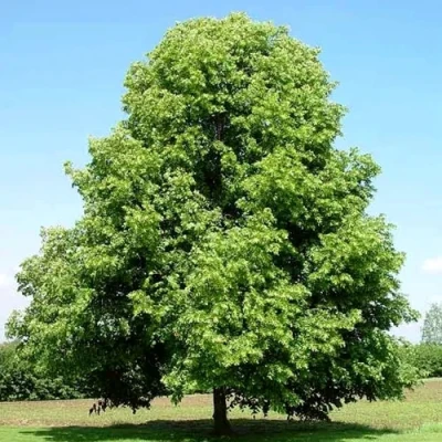 Липа мелколистная в Королеве