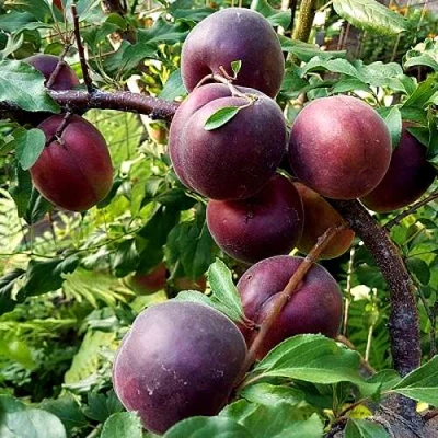 Шарафуга БЕЛЛА РОЯЛЬ в Королеве