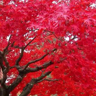 Клен гиннала  в Королеве