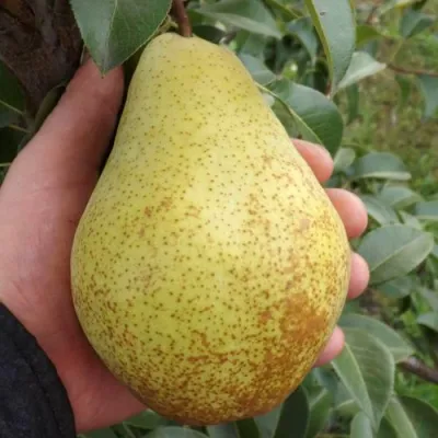 Груша ГЕНЕРАЛ ЛЕКЛЕРК в Королеве