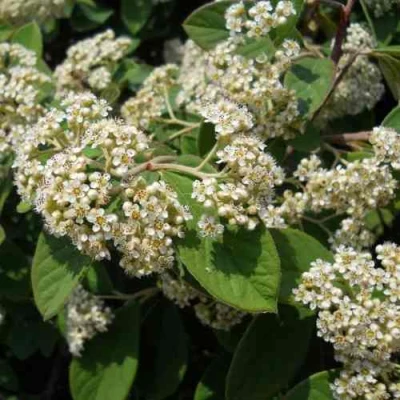 Кизильник пузырчатый в Королеве